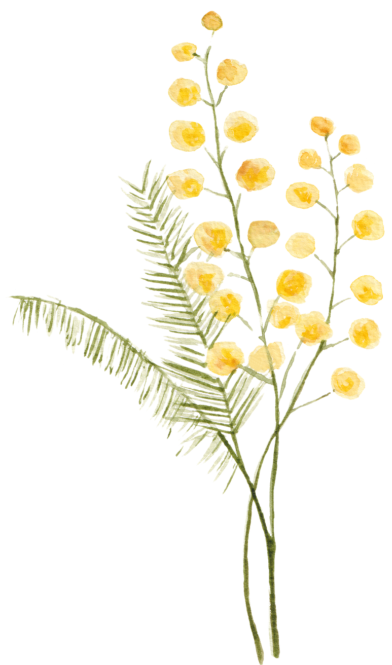 Watercolor Mimosa Flowers Illustration